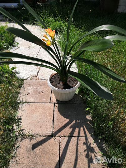 Комнатные цветы кливия