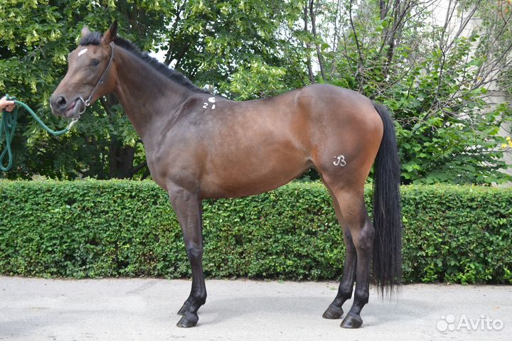 Кобыла Буденновской породы