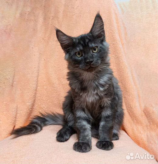 Котенок мейн-кун