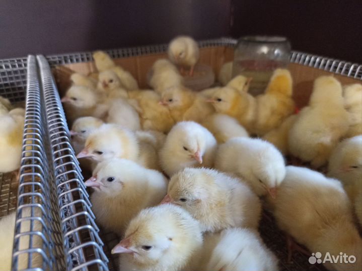 Бройлер, цыплята, индейка