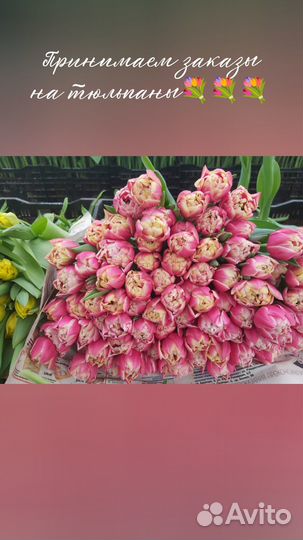 Тюльпаны к 8 марта в розницу