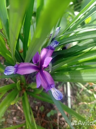 Ирисы бордюрные