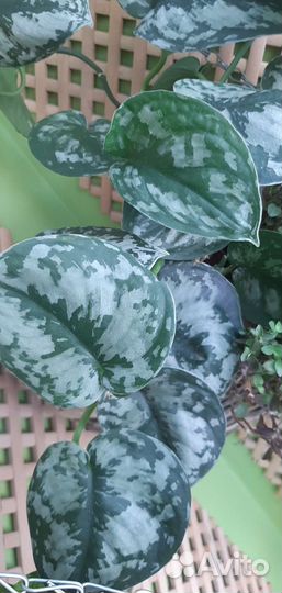 Сциндапсус Pictus Silver Lady