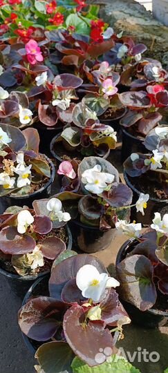 Бегония мята флокс овсянница саженцы