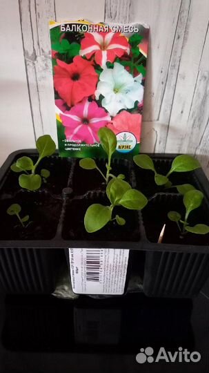 Продам рассаду