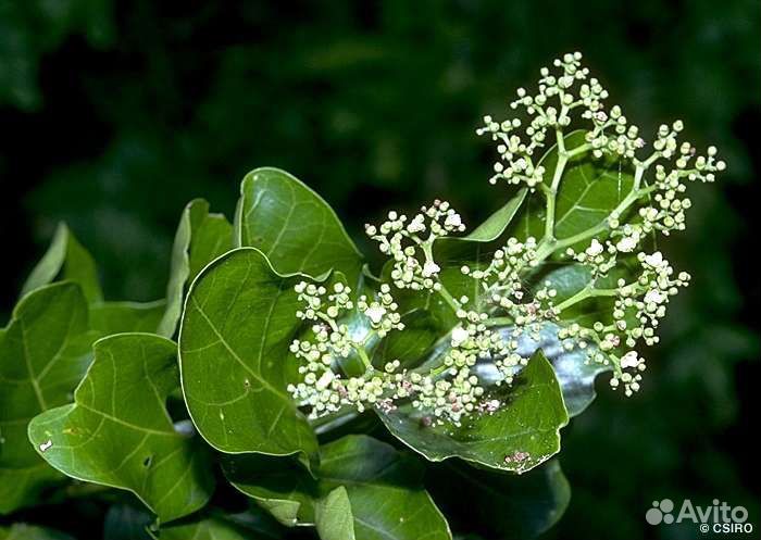 Премна (premna microphylla)