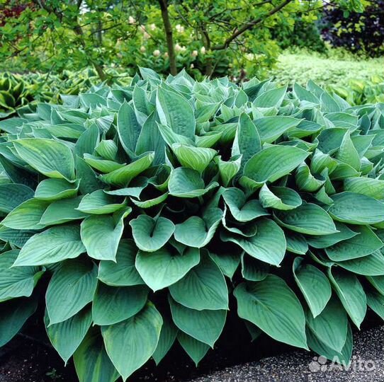 Многолетние цветы