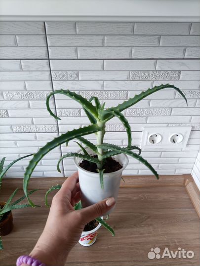 Алоэ столетник