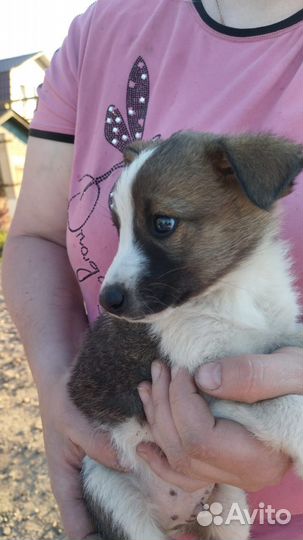 Щенок в добрые руки