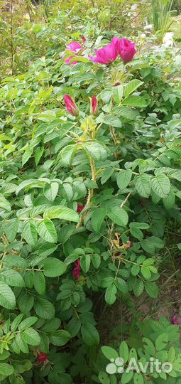 Роза морщинистая.1куст с корнем 200р