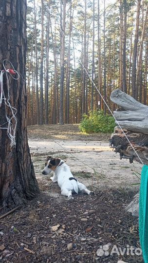 Щенки джек Рассел терьер