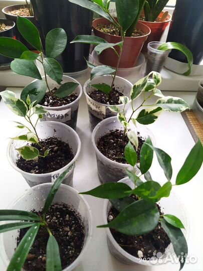 Фикус сортовые