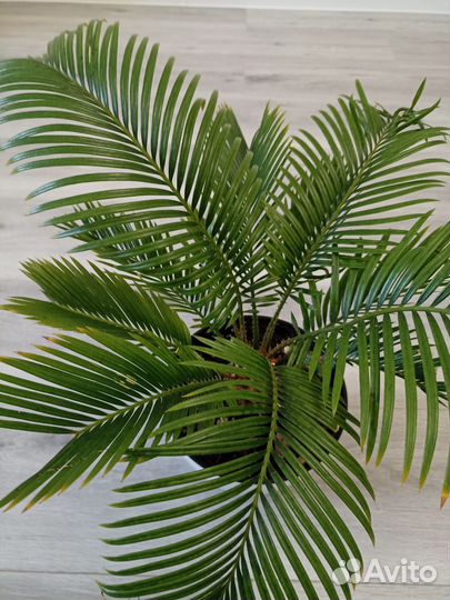 Цикас революта