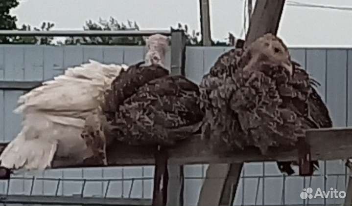 Индюки
