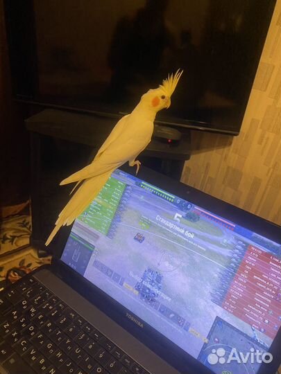 Попугай корелла с клеткой