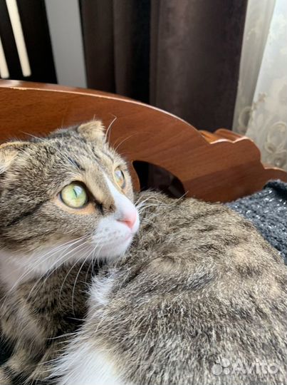 Кошка в дар