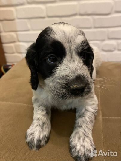 Русский спаниель