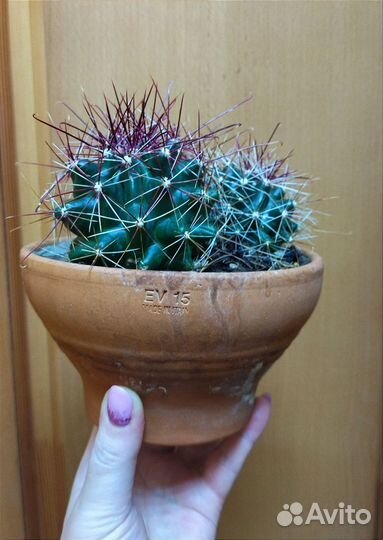 Кактусы редкие в керамике