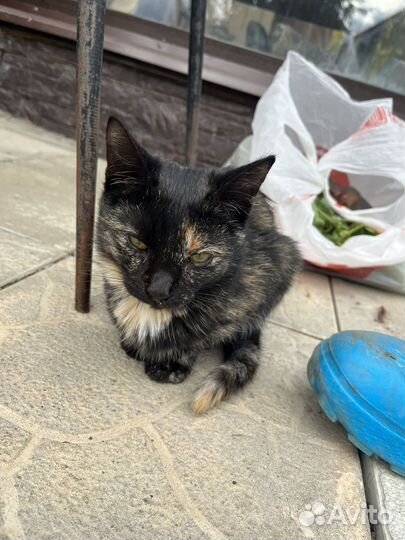 Котята в добрые руки бесплатно