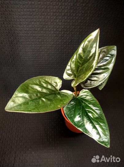 Сингониум Ред Эрроу