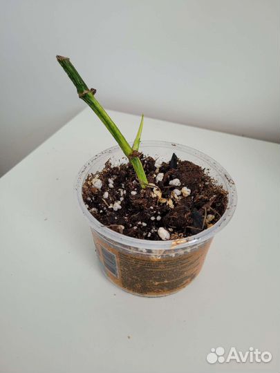 Эпипремнум золотистый