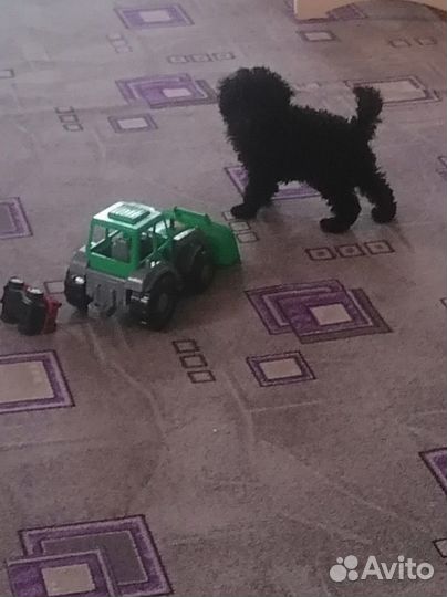 Той-пудель мальчик