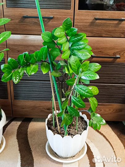 Зоомиакулькас