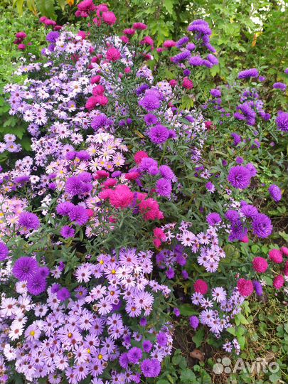 Хризантемы мультифлора