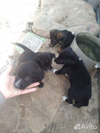 Щенки в добрые руки