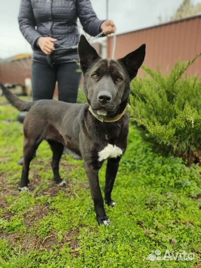 Собака во двор