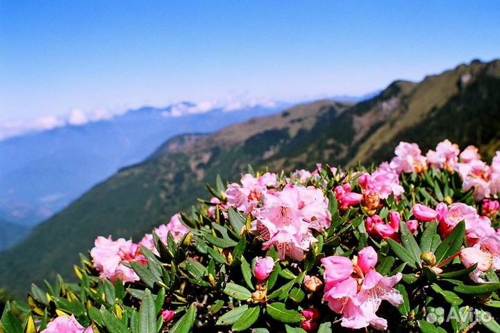 Саган Дайля- Рододендрон Адамса семена