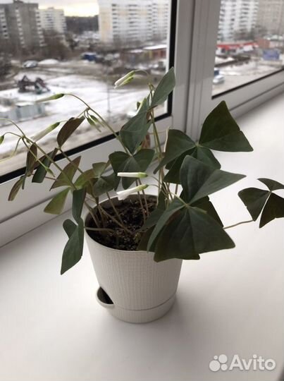 Кислица оксалис белая