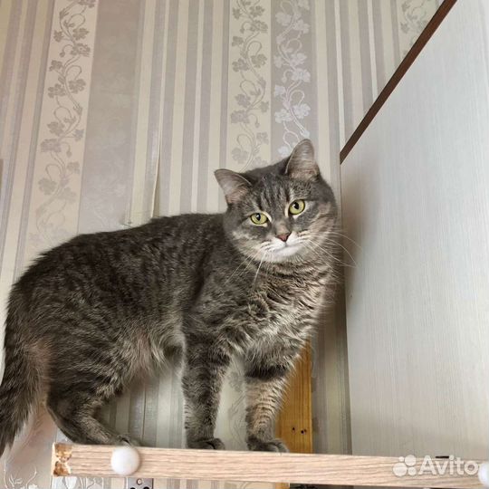 Кошечка в дар