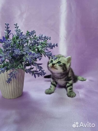 Британские котята