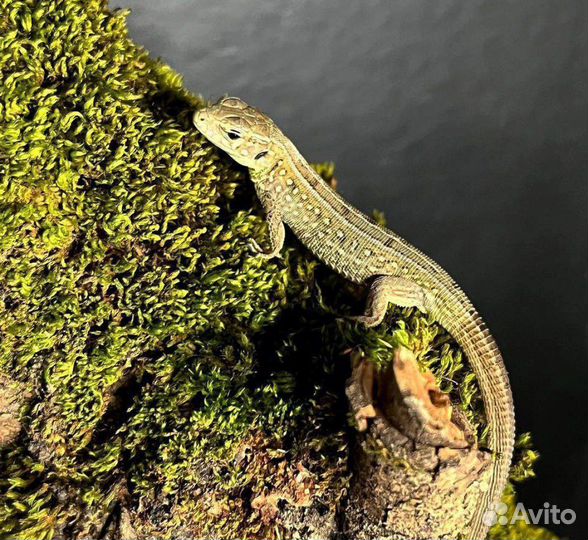 Расскажу все о ящерицах России