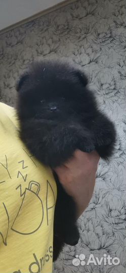 Щенки шпица