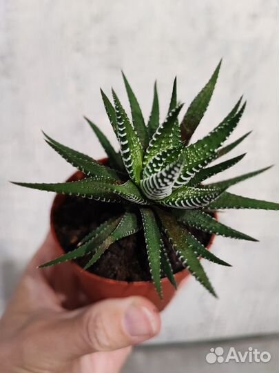 Суккуленты Хавортия и Гониалоэ