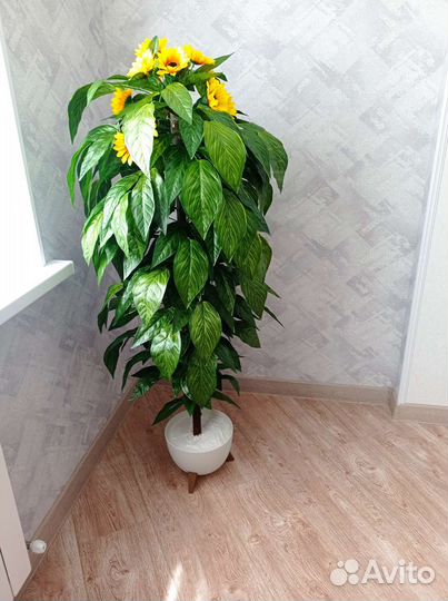 Комнатные цветы