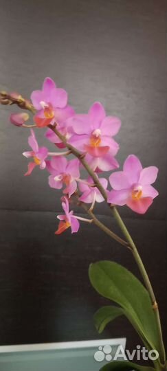 Фаленопсис Азия сорт Liu's triprince pink