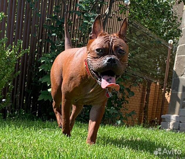 Бульдог.Девочка.Китайский.Р.К.Ф.Шоу.Щенок.Чунцин