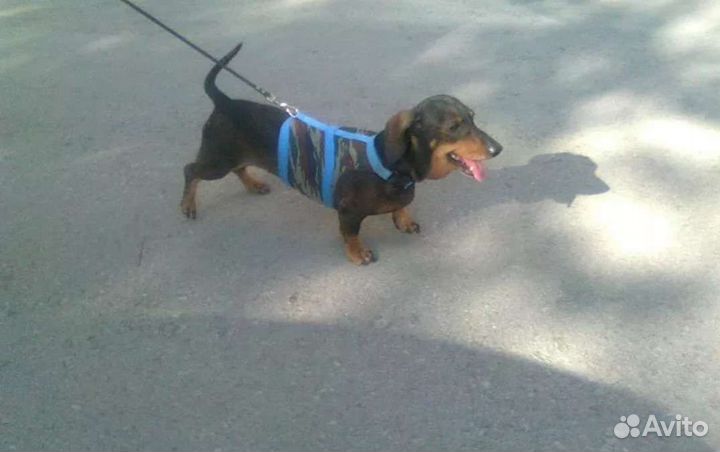 Выгул собак