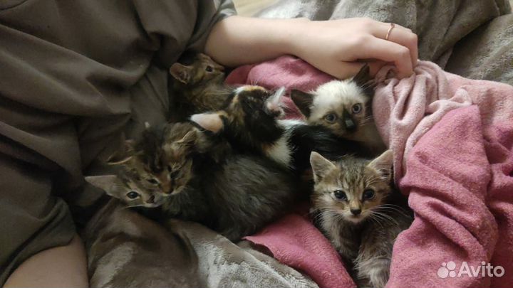 Котята в добрые руки