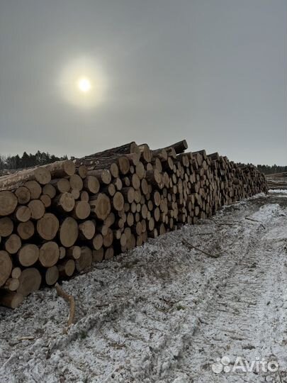 Услуги по лесозаготовке