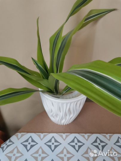 Драцена лемон лайм