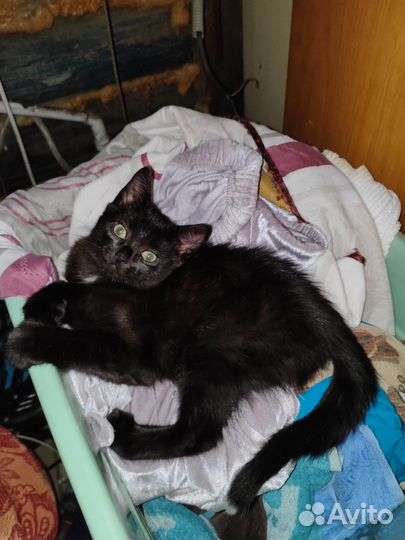 Красавчик Чернышка