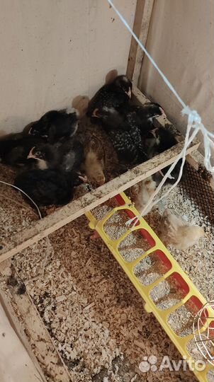 Продам цыплят кур-несушек(маран ставрополь,брама)