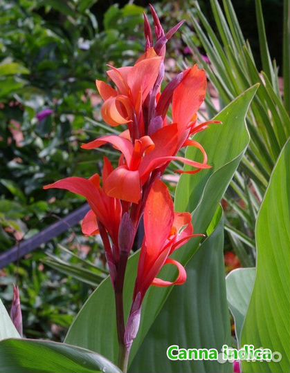 Канны пророщенные садовые цветы