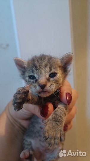 Отдам котенка в добрые руки