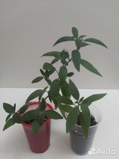 Руэллия Стапелия Гастерия