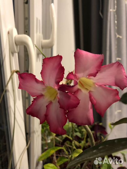 Сейчас с бутонами Адениумы и Суринамская вишня